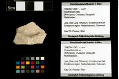 Foto (Objekt + Etiketten) von Culmenformosa sp. 